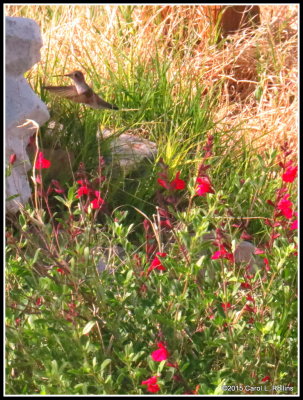 Hummingbird at the Salvia     IMG_0242