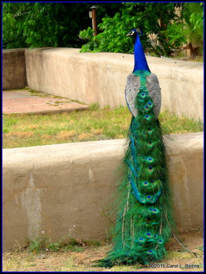 Peacock IMG_0835