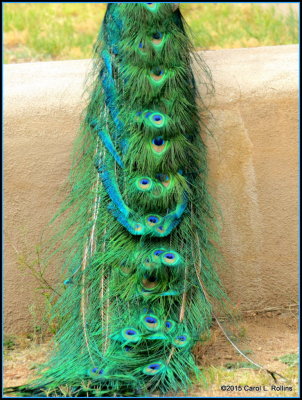 Peacock IMG_0839