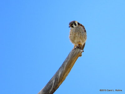 American Kestrel IMG_0763