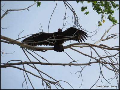 Turkey Vulture IMG_0786