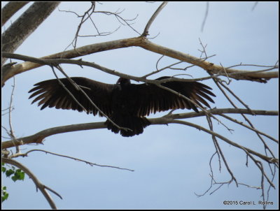 Turkey Vulture IMG_0778