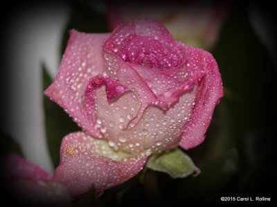 Roses from a Friend 3     P5172588