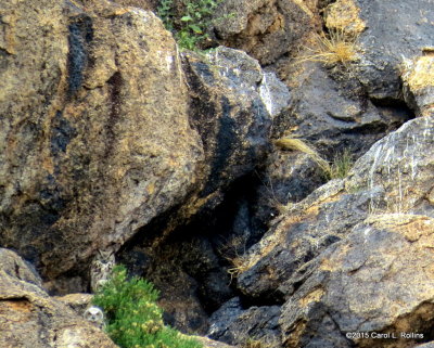 Great Horned Owl Family IMG_1046