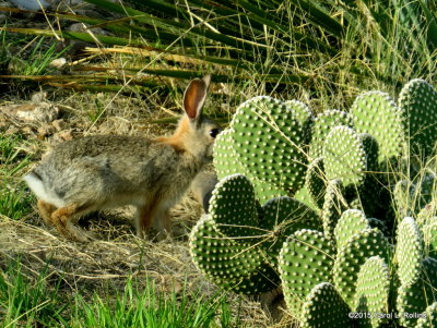 Desert Cottontail    IMG_9907