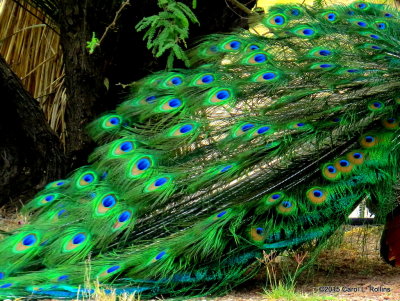 Peacock IMG_0970