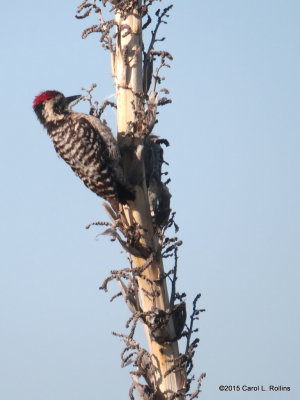 Ladder-backed Woodpecker     IMG_1131