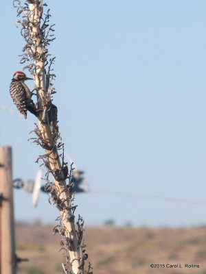 Ladder-backed Woodpecker     IMG_1123