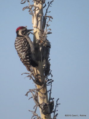 Ladder-backed Woodpeckers     IMG_1142