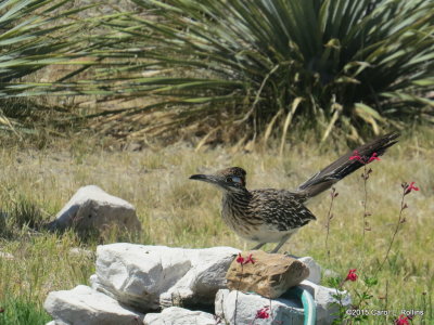 Greater Roadrunner IMG_1314