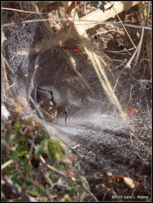 Spider Webs and Spiders