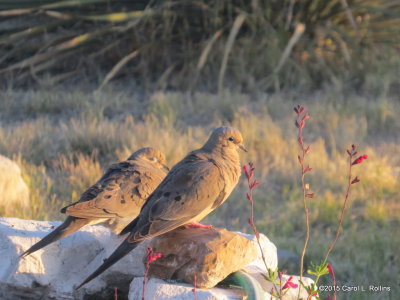 Mourning Doves IMG_1198