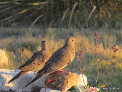 Mourning Doves IMG_1196