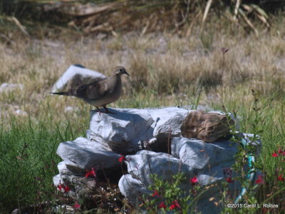 Mourning Dove P6132767