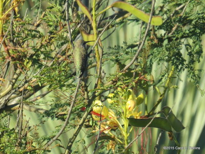 Hummingbird IMG_1606