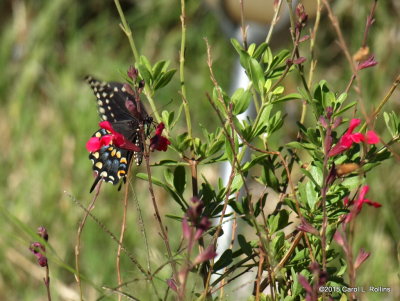 Black Swallowtail     P6142811