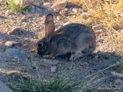 Desert Cottontail IMG_1583