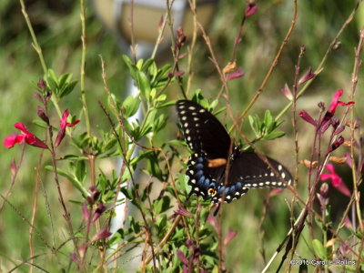 Black Swallowtail     P6142816