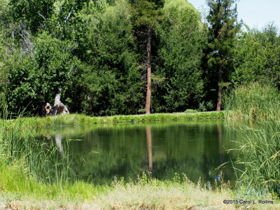The Wildlife Pond     P6142826