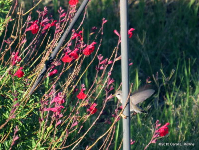 Hummingbird IMG_1618