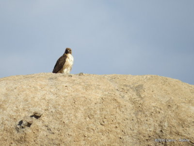 Red-tailed Hawk IMG_1666