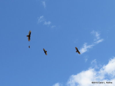 Flying High IMG_1670