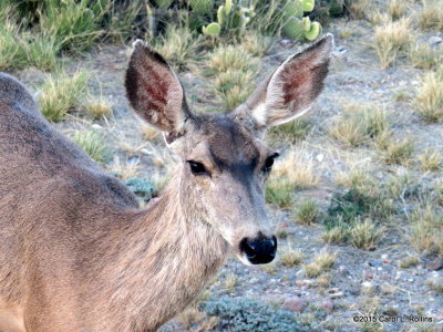 Mule Deer IMG_1722