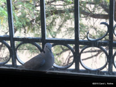 Dove in the Upstairs Window