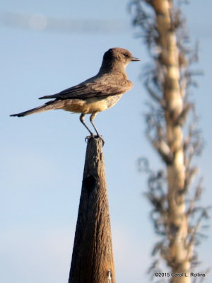 Kingbird IMG_1629