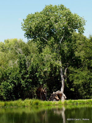 At The Wildlife Pond     P6142838