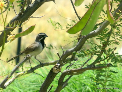 Black-throated Sparrow IMG_1780