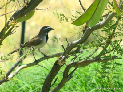 Black-throated Sparrow IMG_1779