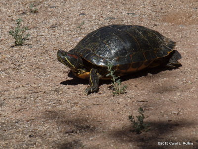 A Turtle     P6142910