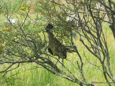Greater Roadrunner IMG_1996
