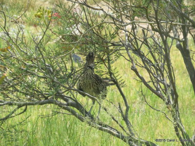 Greater Roadrunner IMG_1993