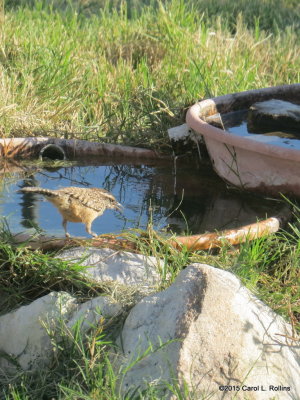 Cactus Wren IMG_2201