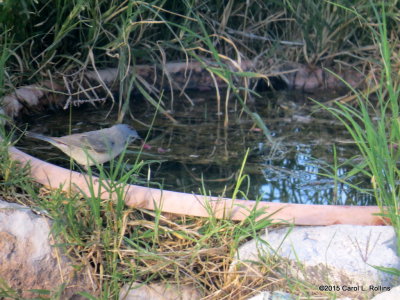 Lucy's Warbler IMG_1397