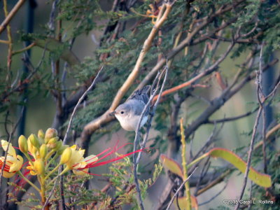 Lucy's Warbler IMG_1387