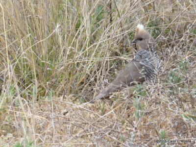 Scaled Quail IMG_2268