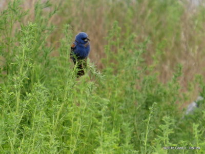 Blue Grosbeak IMG_2278