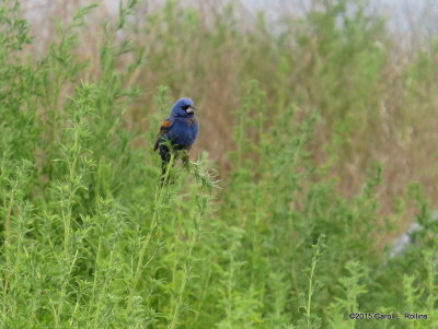 Blue Grosbeak IMG_2276
