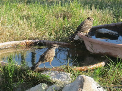 Cactus Wren      IMG_2206