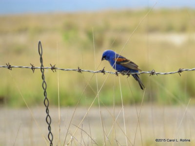 Blue Grosbeak IMG_2352