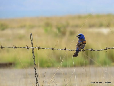 Blue Grosbeak IMG_2347