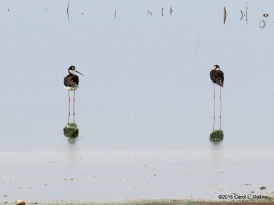 Black-necked Stilts     IMG_2369