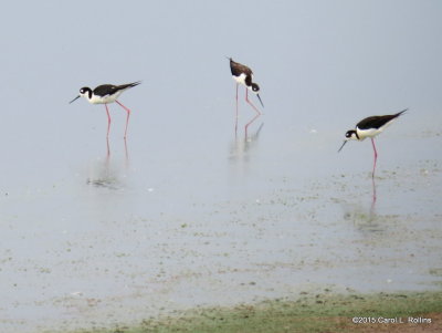 Black-necked Stilts     IMG_2386