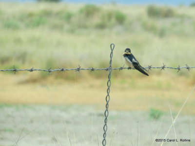 Swallow IMG_2333