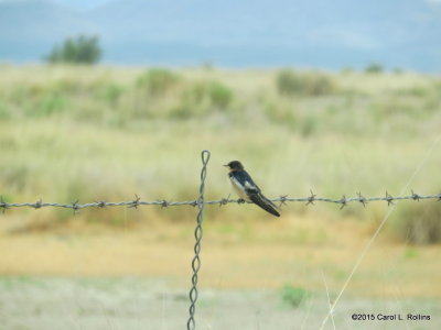 Swallow IMG_2332