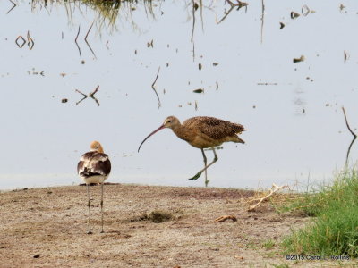 American Avocet & Long-billed Curlew 2371