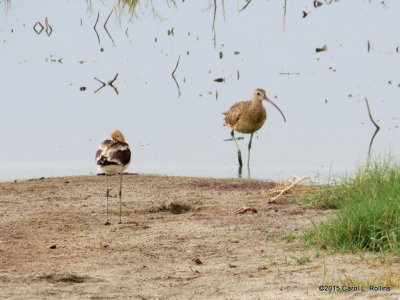 American Avocet & Long-billed Curlew 2370